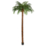 15 Foot Coconut Palm Tree