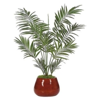 6.5 Foot Kentia Palm Tree
