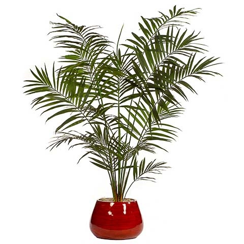 8.5 Foot Kentia Palm Tree