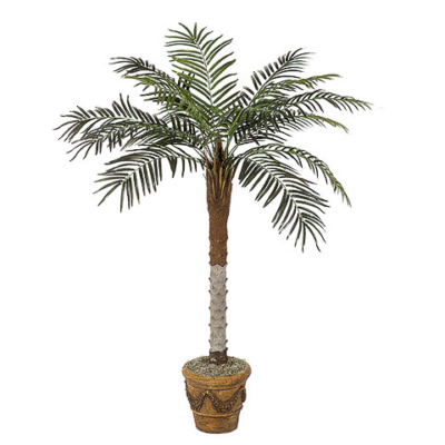 5 Foot Phoenix Palm Tree
