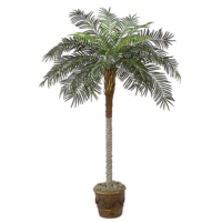 7 Foot Phoenix Palm Tree