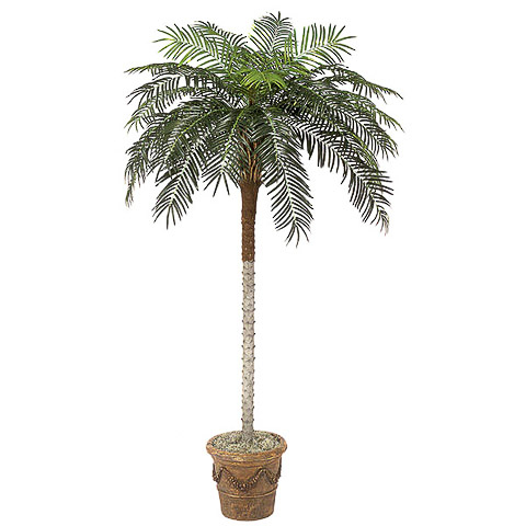 8.5 Foot Phoenix Palm Tree