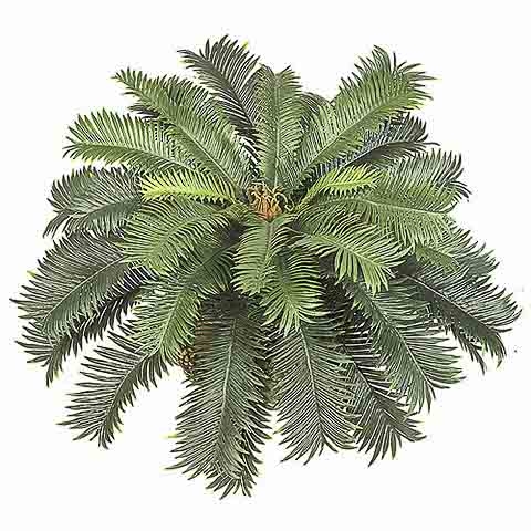 26 Inch Width Cycas Palm Bush Cluster