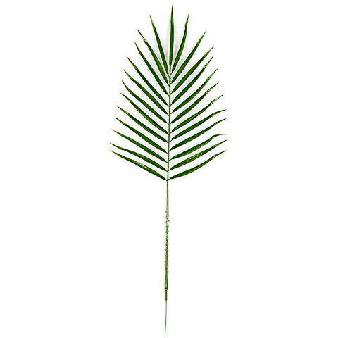 30 Inch Date Palm Branch (Sold by Dozen)