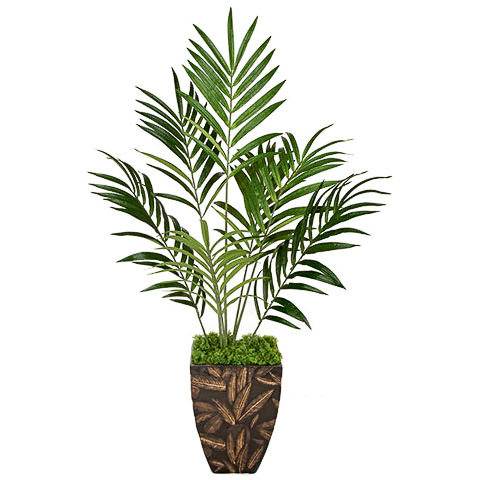 6.5 Foot IFR Kentia Palm Tree