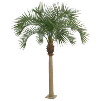 12.5 Foot Royal Palm Tree with Metal Base Plate